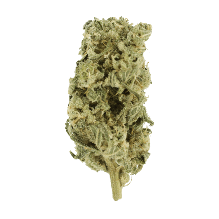 Champagne Kush | BC Weed Edible Canada